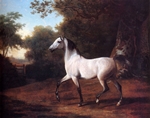 Grey Arab Stallion in a Wooded Landscape