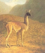 The Guanaco - Agasse