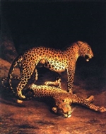 two leopards playing - Agasse