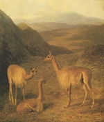 The Vicuna - Agasse