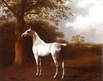 White Horse in Pasture - Agasse