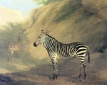 zebra - Agasse