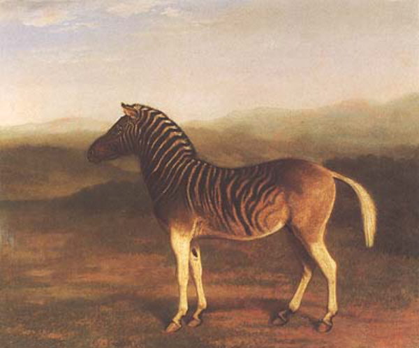Male Quagga from Africa