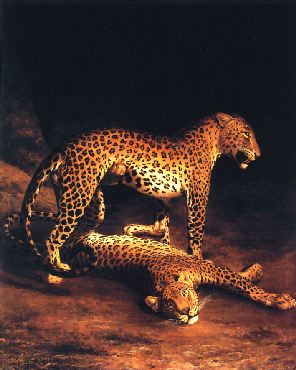 Two Leopards Playing in the Exeter Menagerie